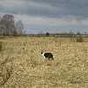 /Bilder/2007/2007_04_06-dalgow-doeberitz/_tump/img_4652.jpg.jpg