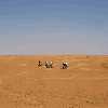 /Bilder/2007/Tunesien/2007_05_09-tunesien-ksar_ghilane-tozeur/_tump/img_5134.jpg.jpg