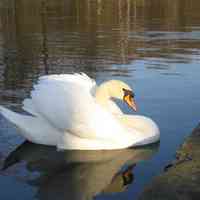 Ein Schwan auf dem Landwerkana