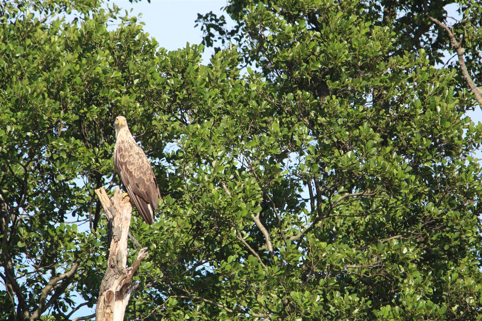 2020-06-23-17h23m47-IMG_0345.JPG